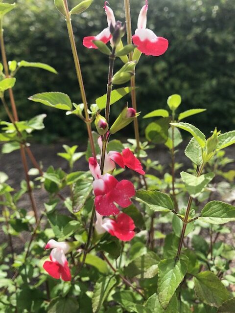 Red lips plant discount