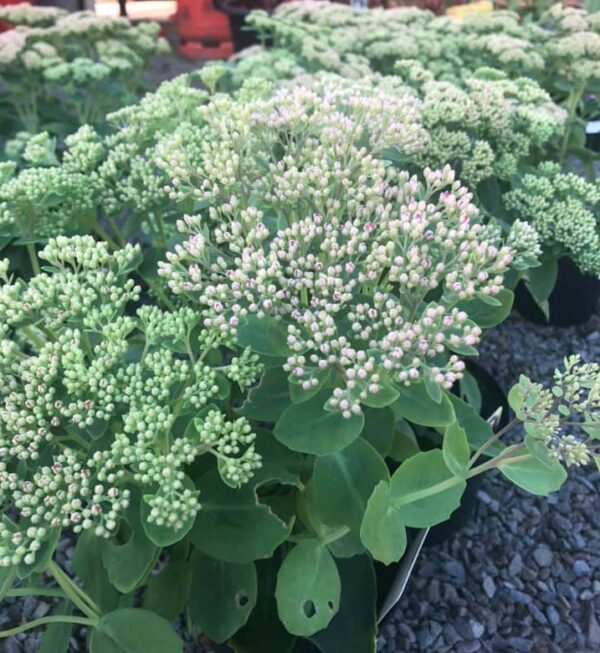 Sedum Autumn Joy - Image 2