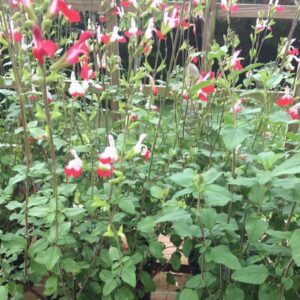 Salvia Hot Lips Offer