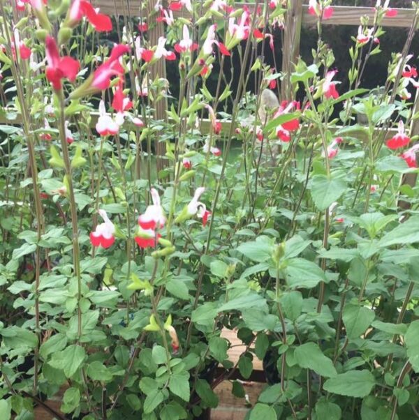 Salvia Hot Lips Offer