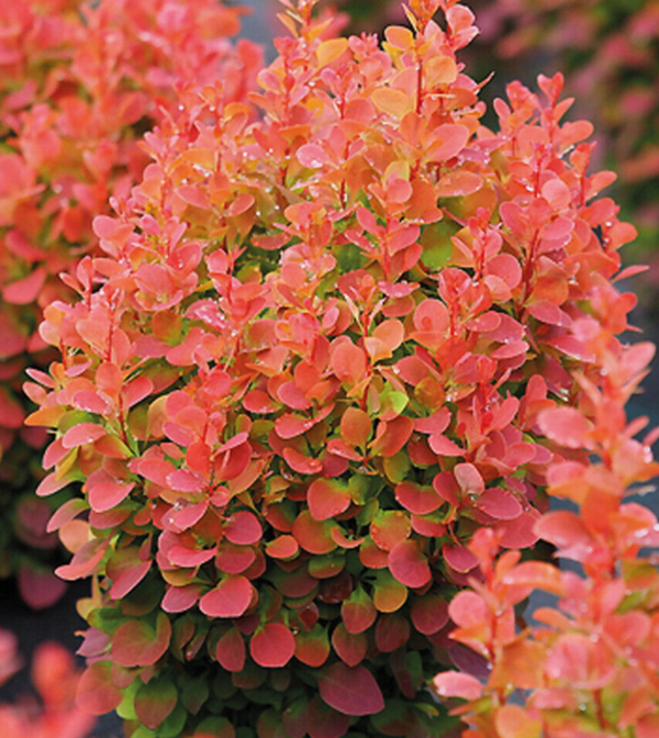 Berberis thunbergii Florence