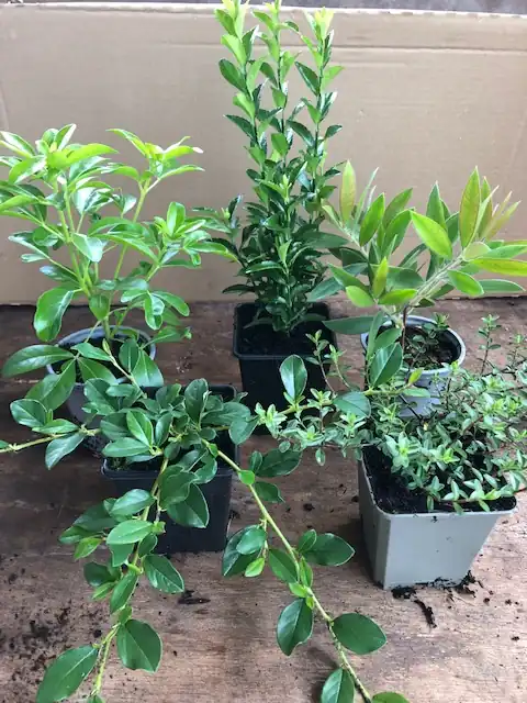 9cm Plant Sample