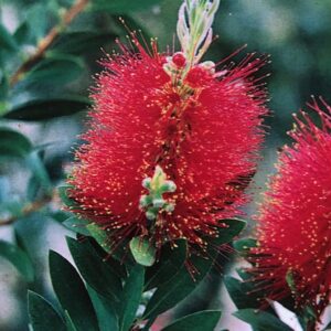 Callistemon citrinus Splendens