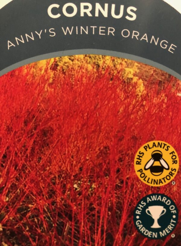 Cornus Anny's Winter Orange