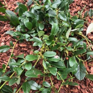 Cotoneaster dammeri