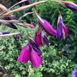 Dierama pulcherrimum