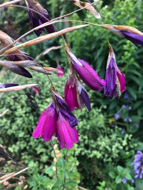 Dierama pulcherrimum - Woodfields Nursery