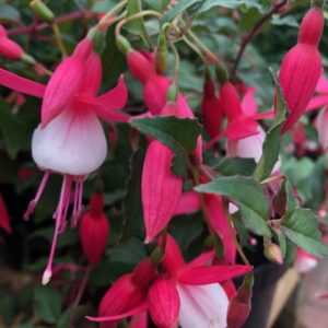 Fuchsia Alice Hoffman