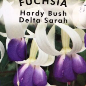 Fuchsia Delta Sarah