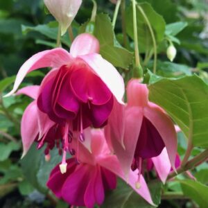 Fuchsia Garden News