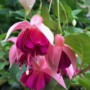 Fuchsia Garden News