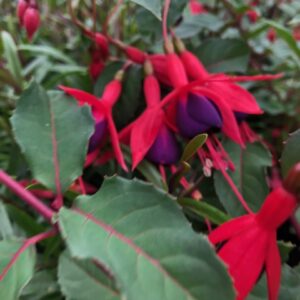 Fuchsia Mrs. Popple