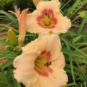 Hemerocallis Blush'n Pink Eye