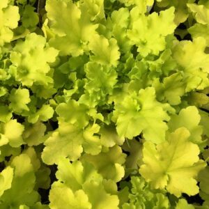 Heuchera Lime Marmalade