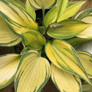 Hosta June