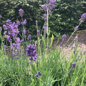 Lavandula Hidcote