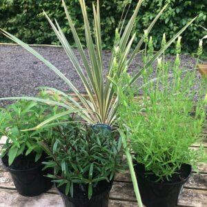 Summer Shrub plant bundle