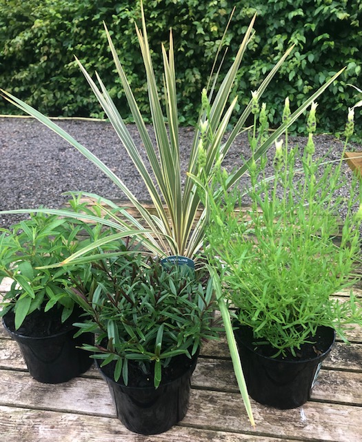 Summer Shrub plant bundle