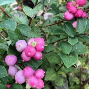 Symphoricarpos Magical Sweet