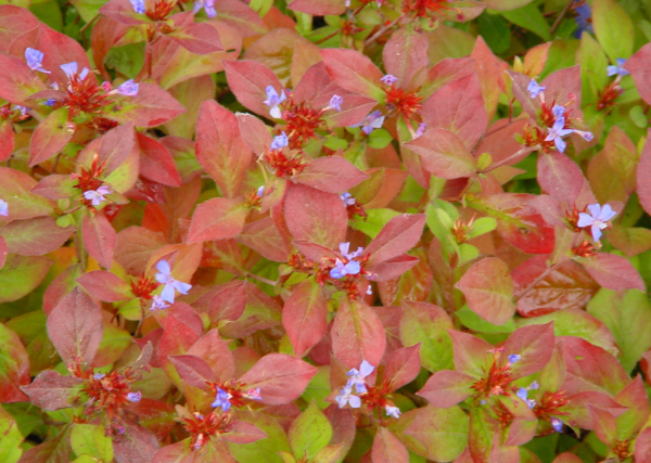 Ceratostigma willmottianum - Image 2