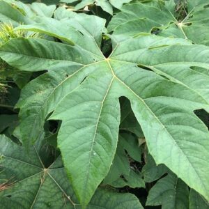 Tetrapanax papyrifera Rex