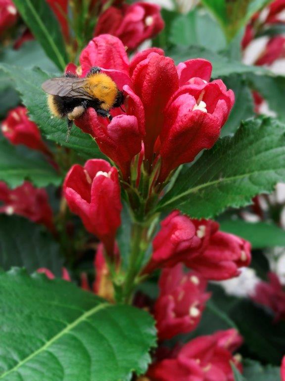 Weigela all summer on sale red