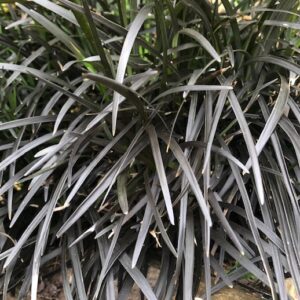 Ophiopogon nigrescens