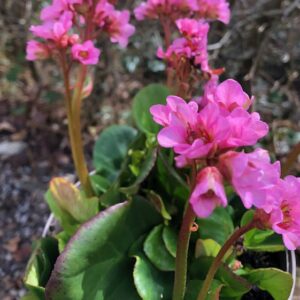 Bergenia Eroica