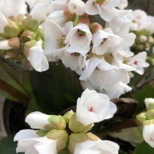 Bergenia Harzkristall