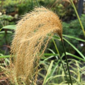 Miscanthus nepalensis