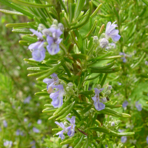 Rosmarinus Officinalis