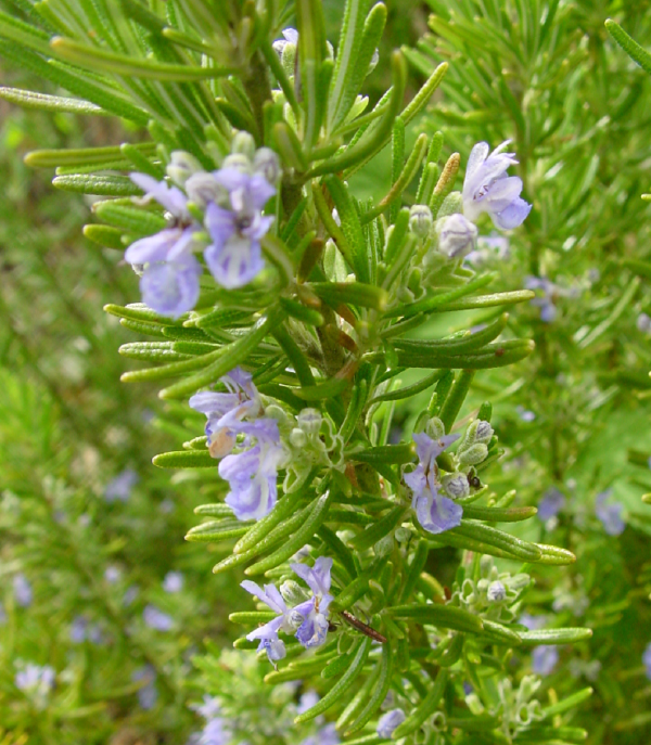 Rosmarinus Officinalis