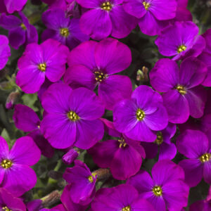 Aubrieta Kitte Purple