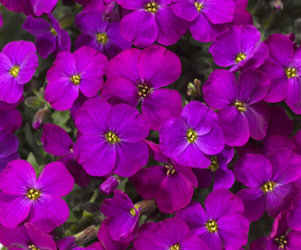Aubrieta Kitte Purple