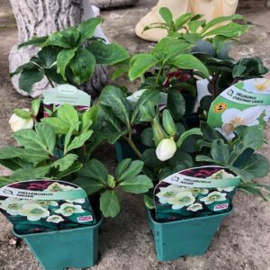 Helleborus plant bundle