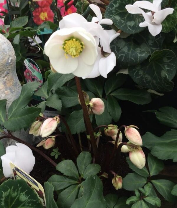 Helleborus niger