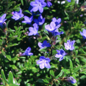 Lithodora Heavenly Blue