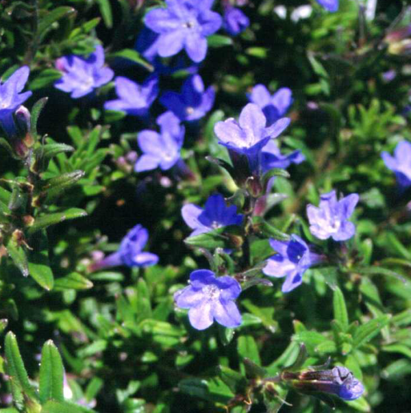 Lithodora Heavenly Blue