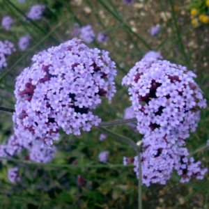 Verbena bonariensis