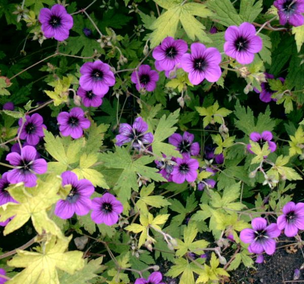 Geranium Ann Folkard