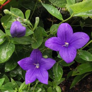 Platycodon grandiflorus