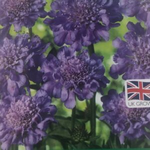 Scabiosa Butterfly Blue