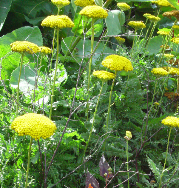 Achillea Cloth of Gold