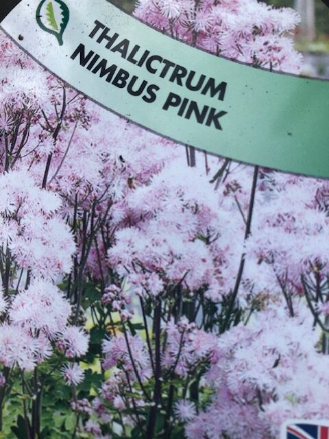 Thalictrum Nimbus Pink
