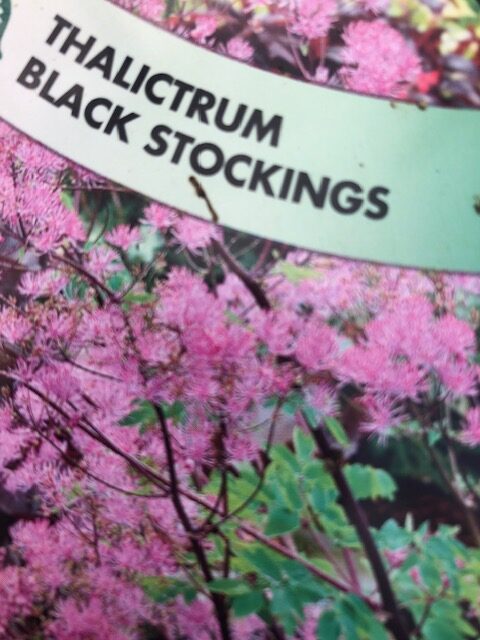 Thalictrum Black Stockings