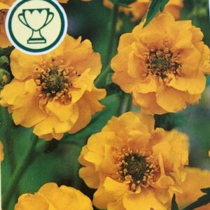 Geum Lady Stratheden