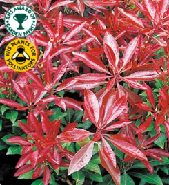 Pieris Mountain Fire