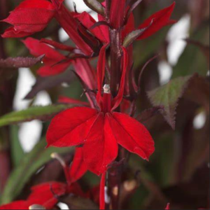 Lobelia Starship Scarlet Bronze Leaf
