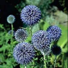 Echinops ritro