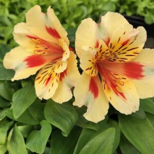 Alstroemeria Inticancha Sunset